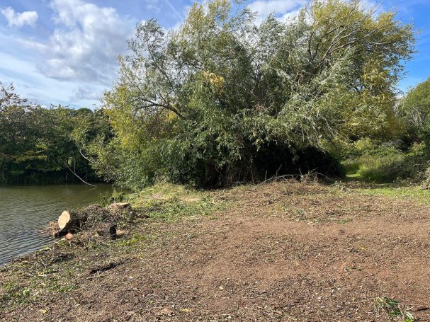 Fallen Willow Removal