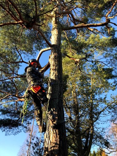 Tree Felling