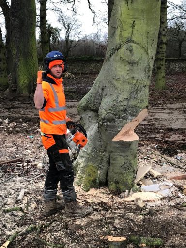 Tree felling