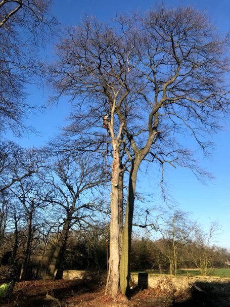 Tree Reduction