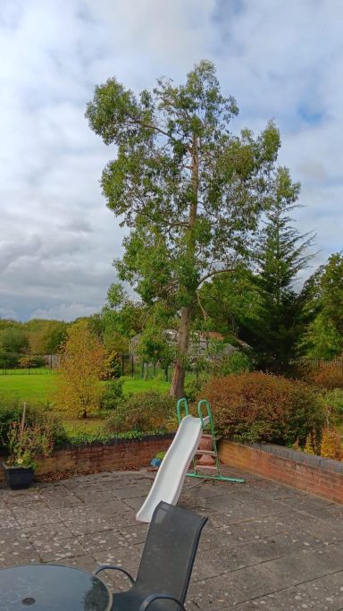 Crown reduction after