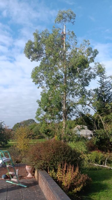 Crown reduction before