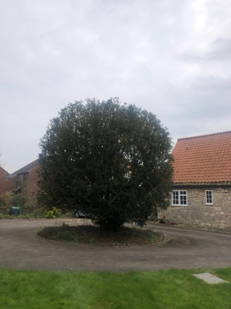 Tree Shaping
