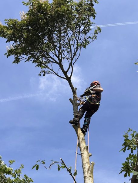 Horse Chestnut Removal